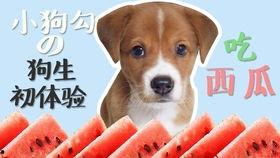 娱乐吃瓜酱小狗吉祥,小狗吉祥的欢乐日常