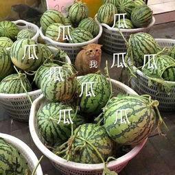 娱乐吃瓜壁纸高清图片,捕捉娱乐圈瞬间精彩