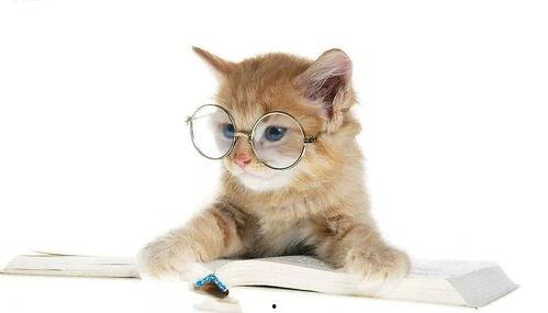 娱乐吃瓜酱猫尾巴,揭秘娱乐圈那些不为人知的幕后故事