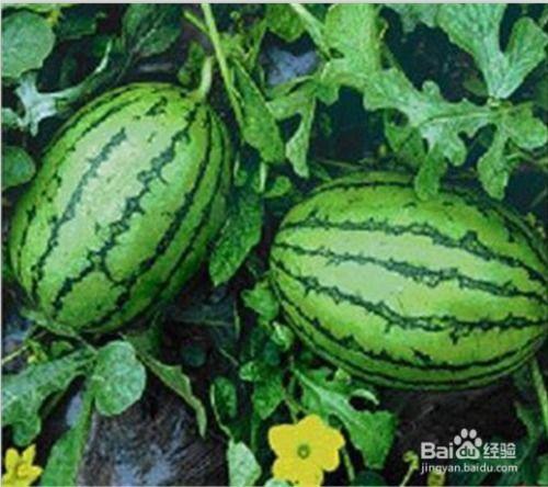 娱乐台吃瓜,揭秘明星们的“吃瓜”日常