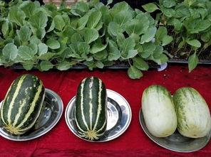 壁纸娱乐吃瓜,吃瓜群众的热议焦点