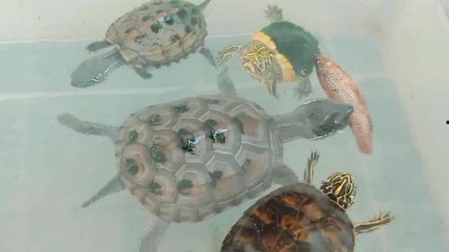 娱乐吃瓜酱小乌龟,揭秘娱乐圈那些不为人知的幕后故事