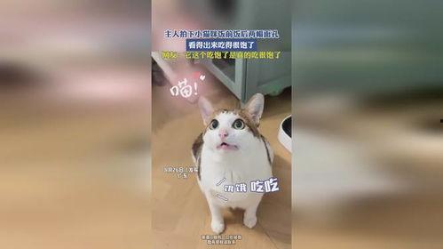 娱乐吃瓜小猫咪视频下载,揭秘热门娱乐视频幕后下载攻略