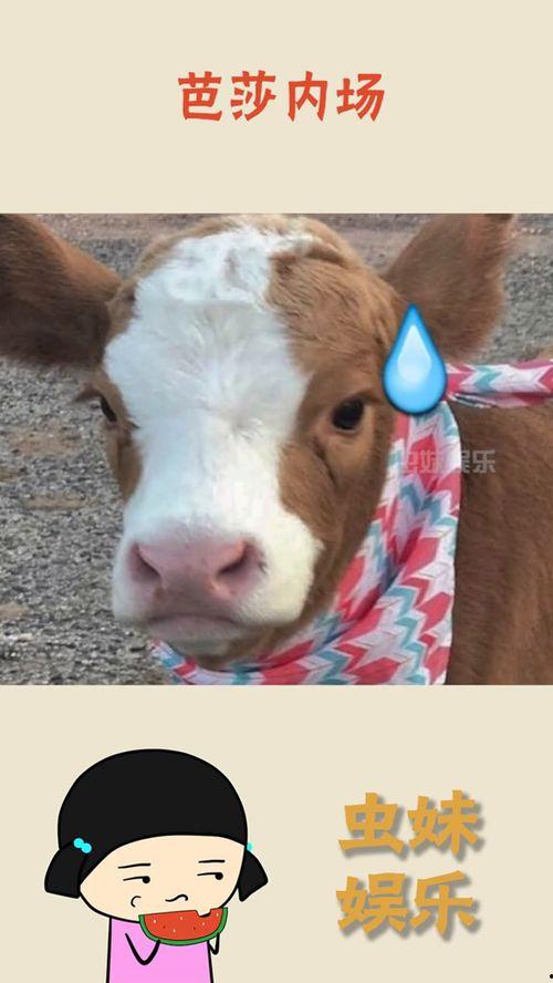 娱乐吃瓜酱狮子,揭秘娱乐圈背后的狮子故事